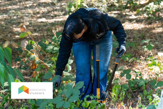 Student volunteer pulling weeds on campus.