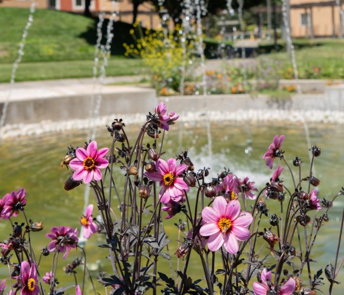 Flowers and fountian.