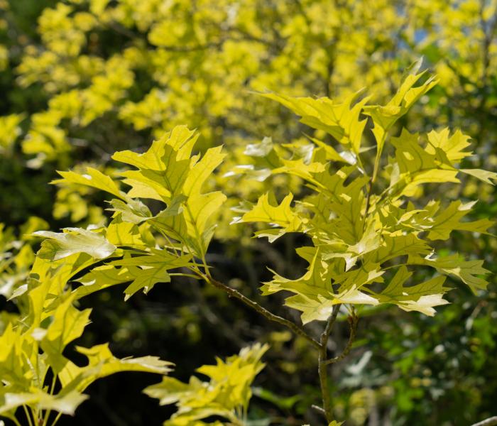 Leaves