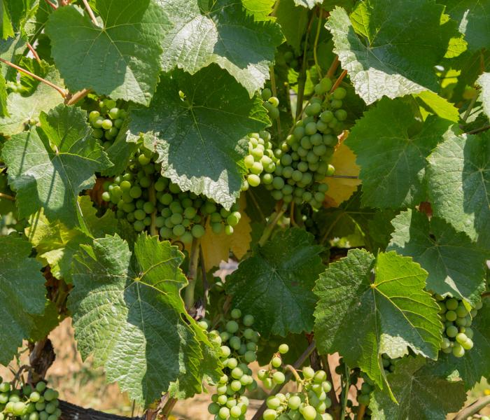 Grapes