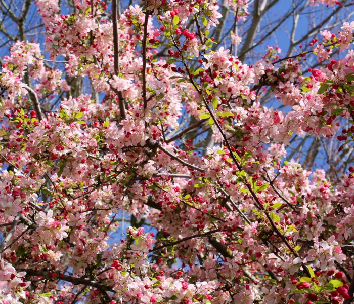 SSU Cherry Blossom Trees
