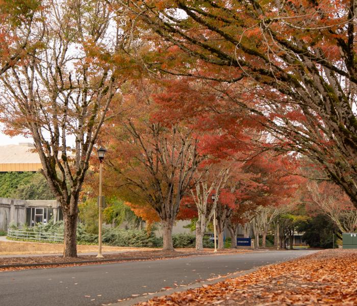 Row of trees along a campus road.
