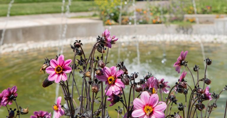 Flowers and fountian.
