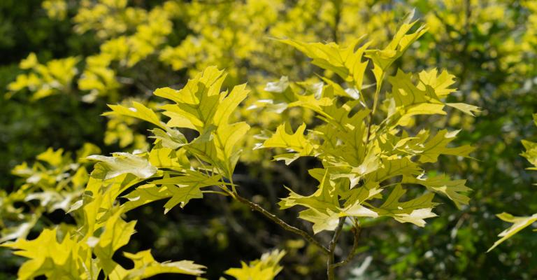 Leaves