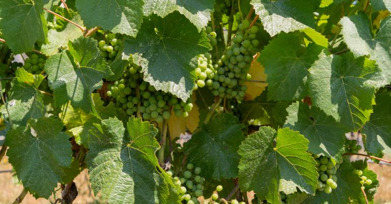 Grapes
