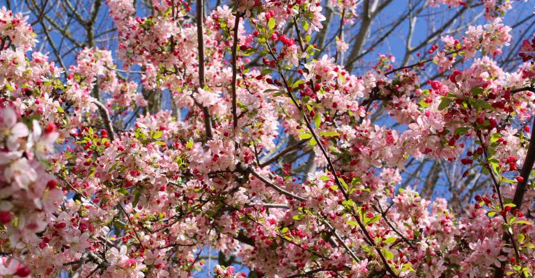 SSU Cherry Blossom Trees
