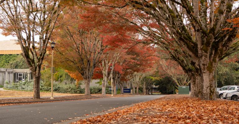 Row of trees along a campus road.