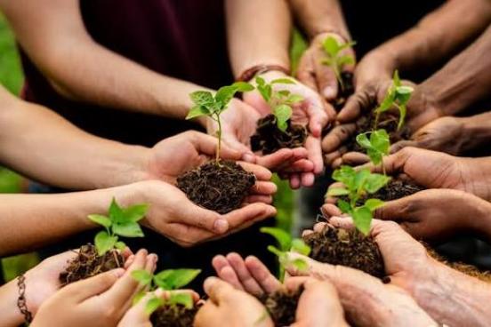Holding Plants In Soil