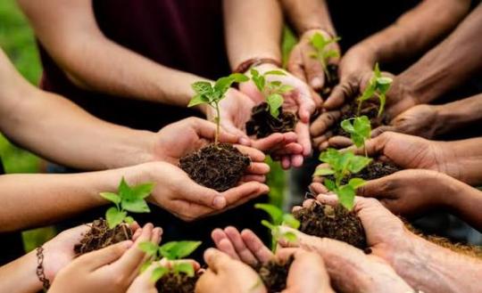 Holding Plants In Soil